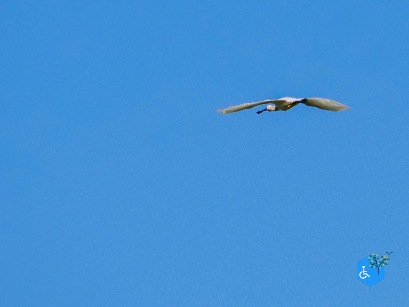 De_Waal_Ommetje_De_Marel_TELE_02-05-2024-2