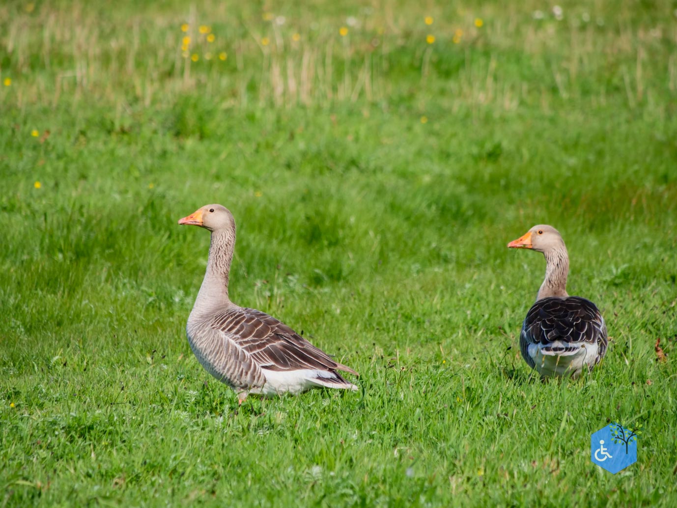 De_Waal_Ommetje_De_Marel_TELE_02-05-2024-4