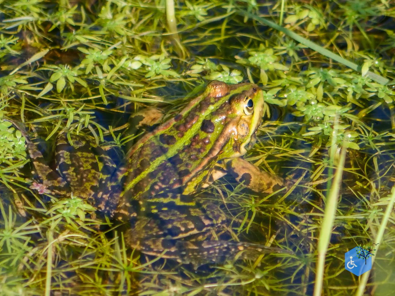 De_Waal_Ommetje_De_Marel_TELE_02-05-2024-5