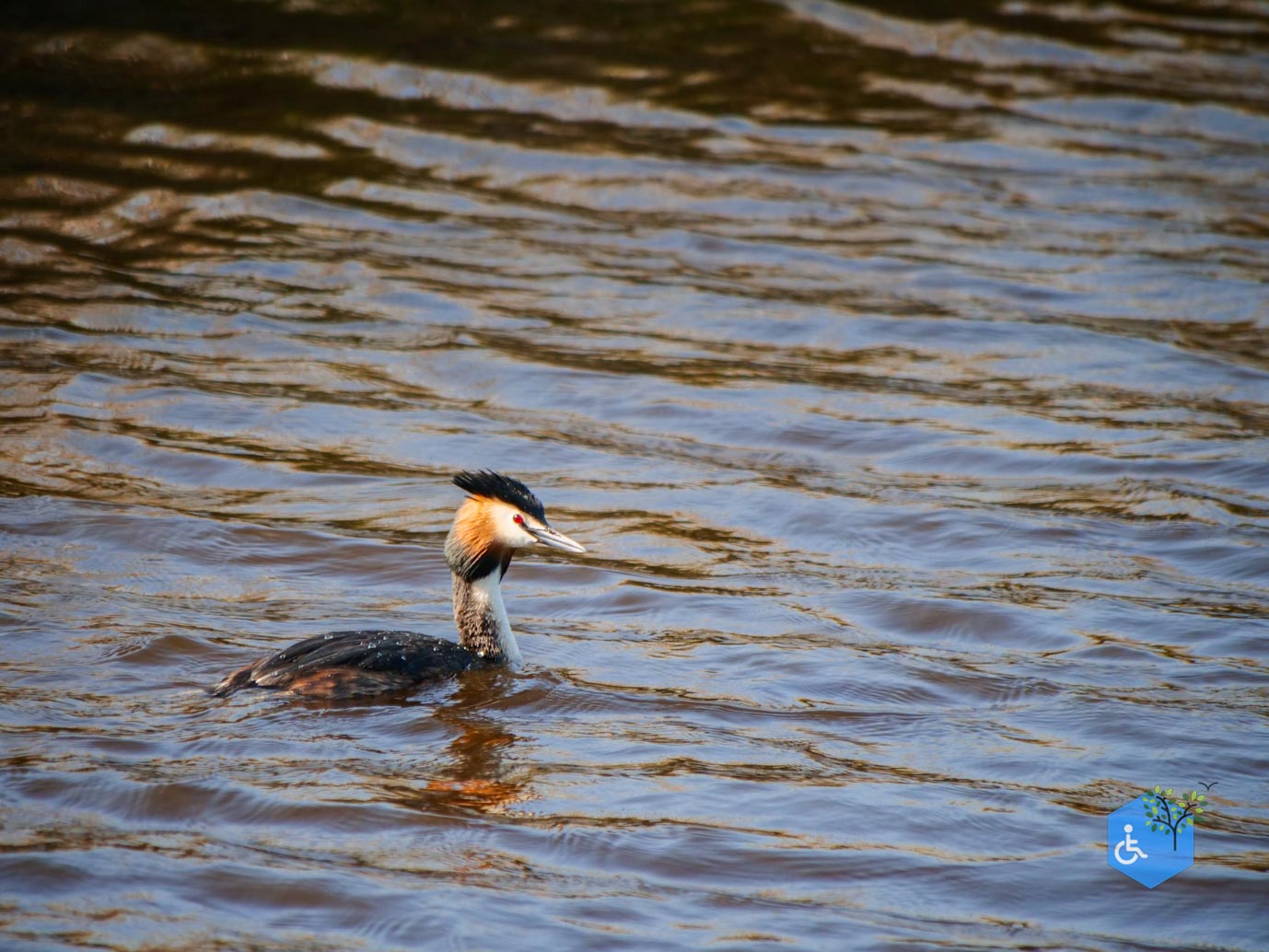 De_Waal_Ommetje_De_Marel_TELE_02-05-2024-7