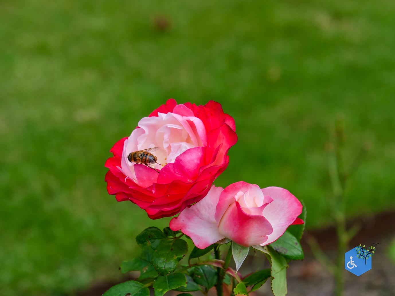 Doorn_Landgoed_Huis_Doorn_24-08-2024-40