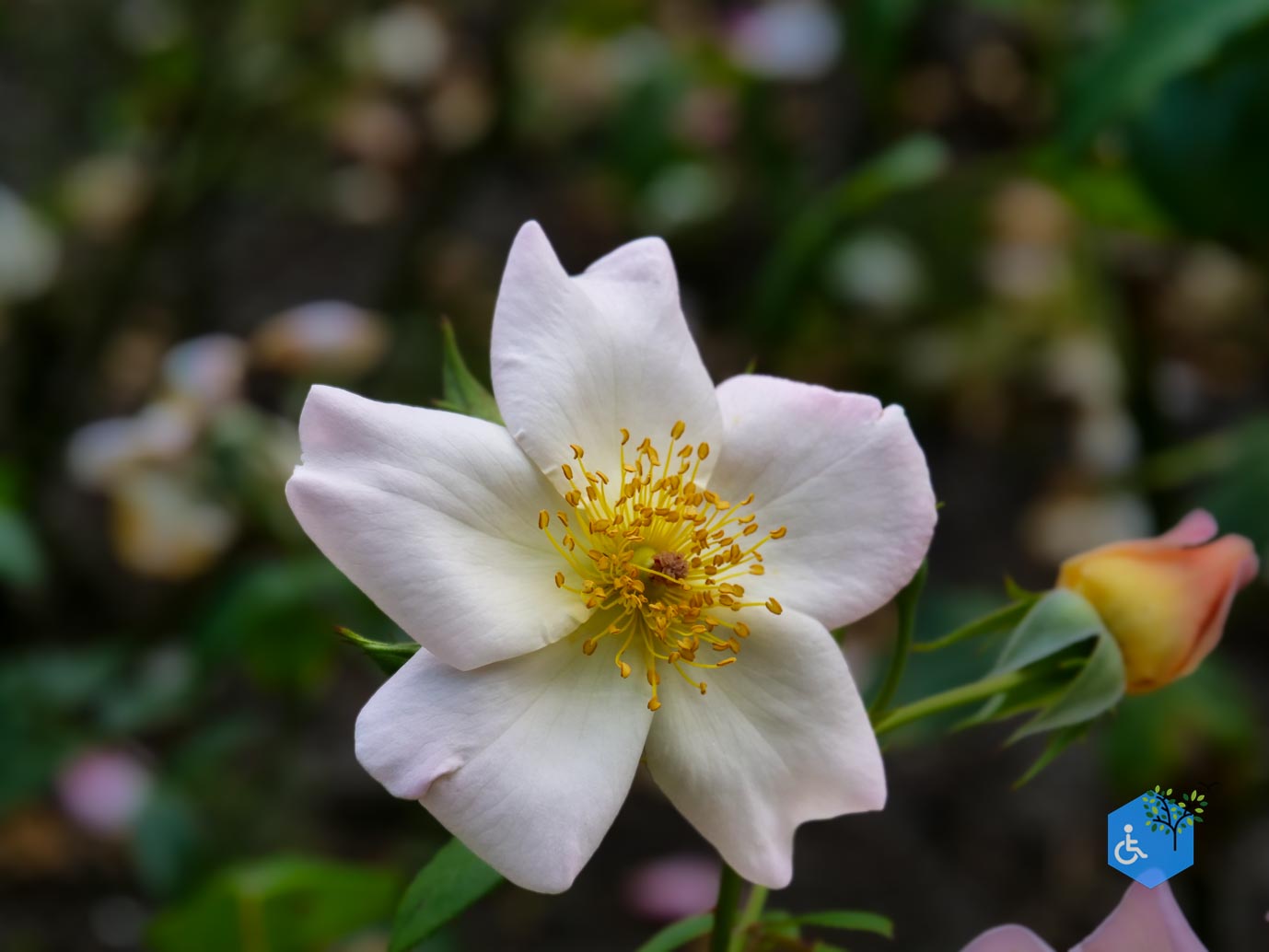 Doorn_Landgoed_Huis_Doorn_24-08-2024-42