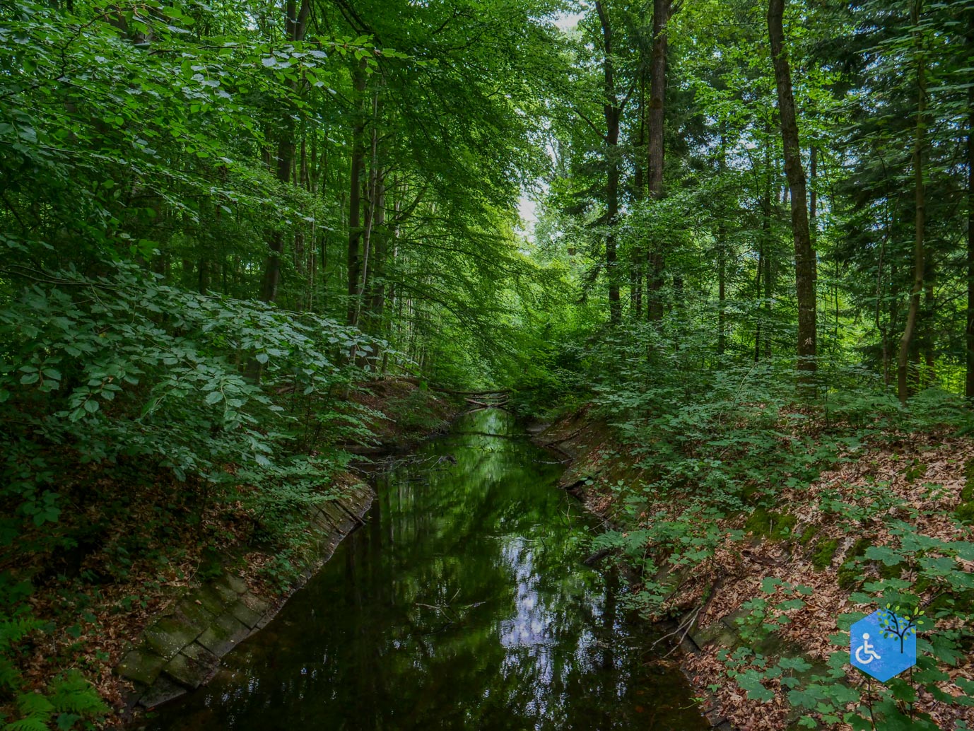 Marknesse_Waterloopbos_06-07-2025-030