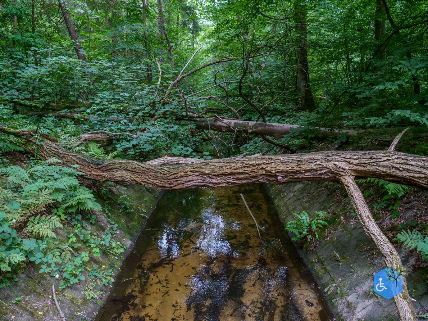 Marknesse_Waterloopbos_06-07-2025-054