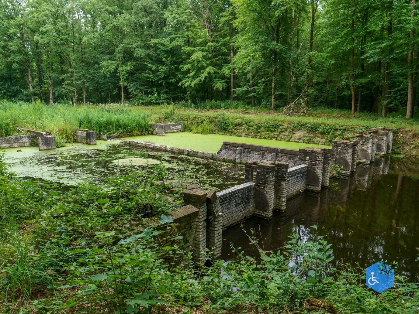 Marknesse_Waterloopbos_06-07-2025-070
