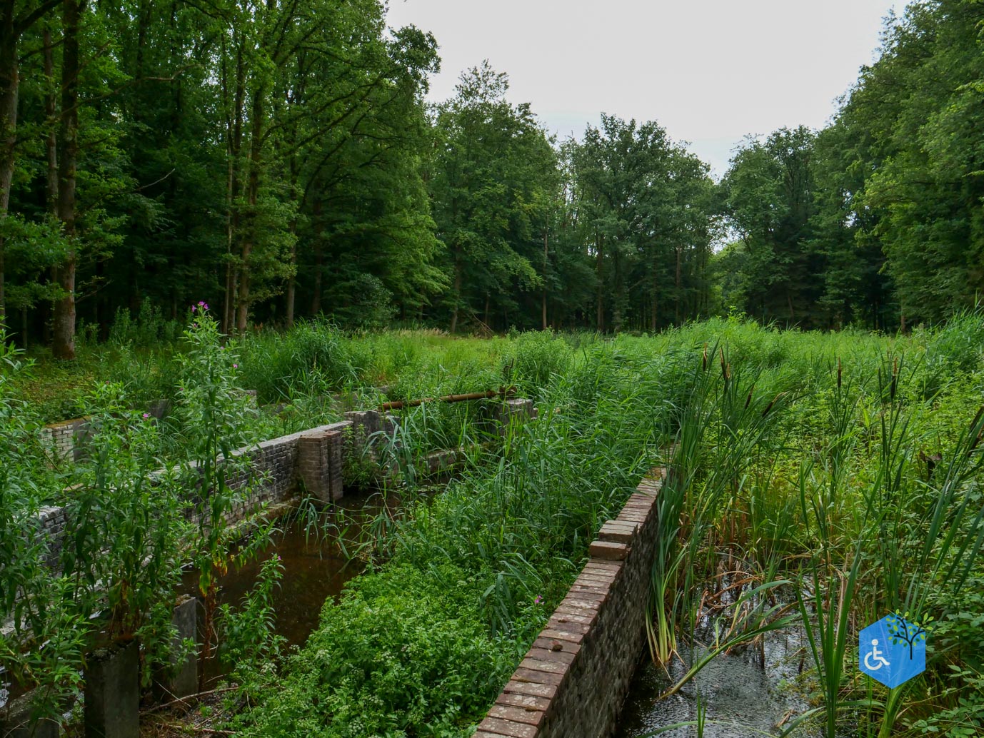 Marknesse_Waterloopbos_06-07-2025-074