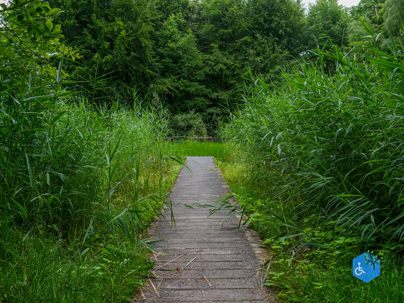 Marknesse_Waterloopbos_06-07-2025-087
