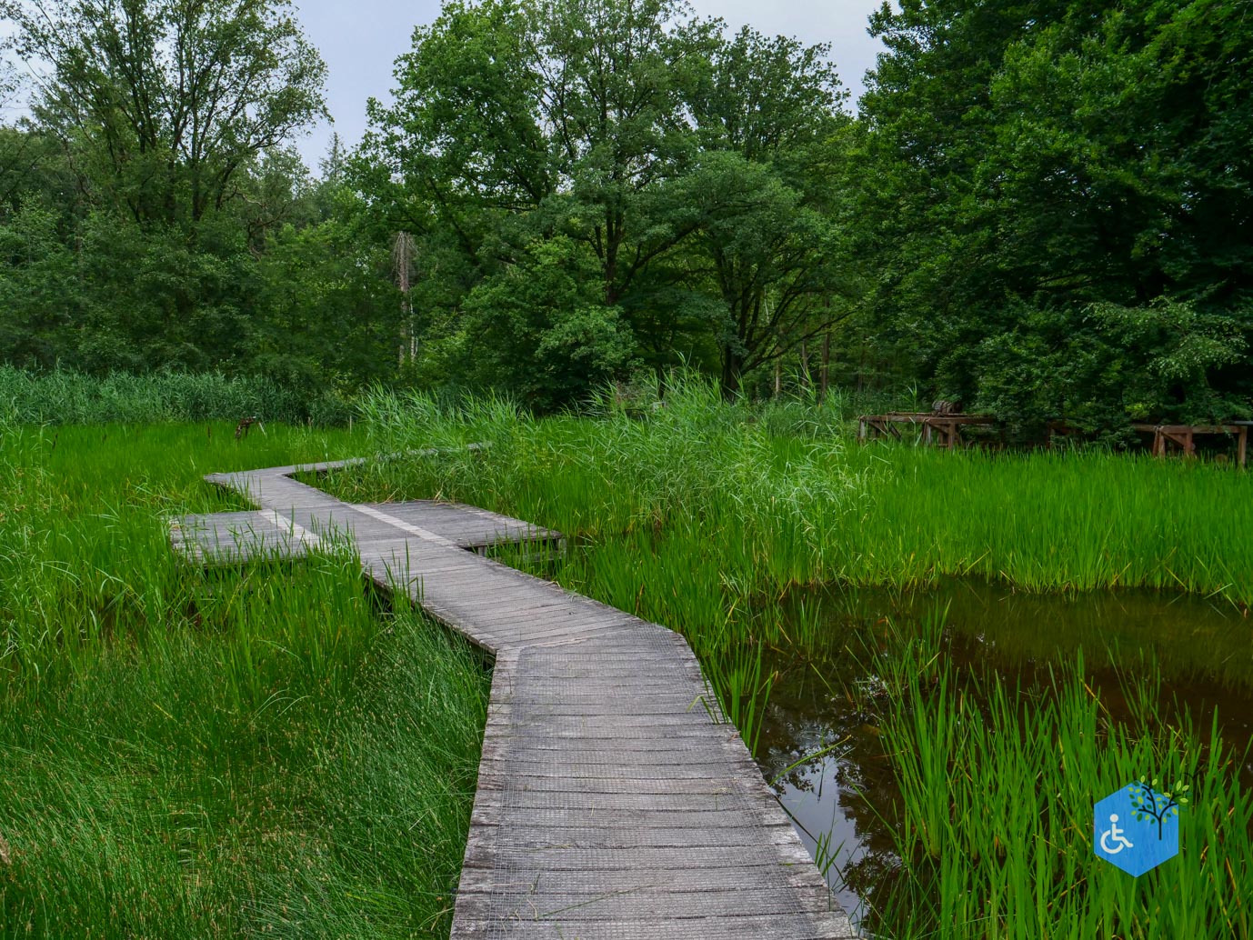 Marknesse_Waterloopbos_06-07-2025-088