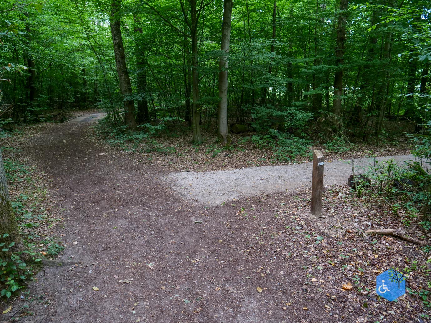 Marknesse_Waterloopbos_06-07-2025-108