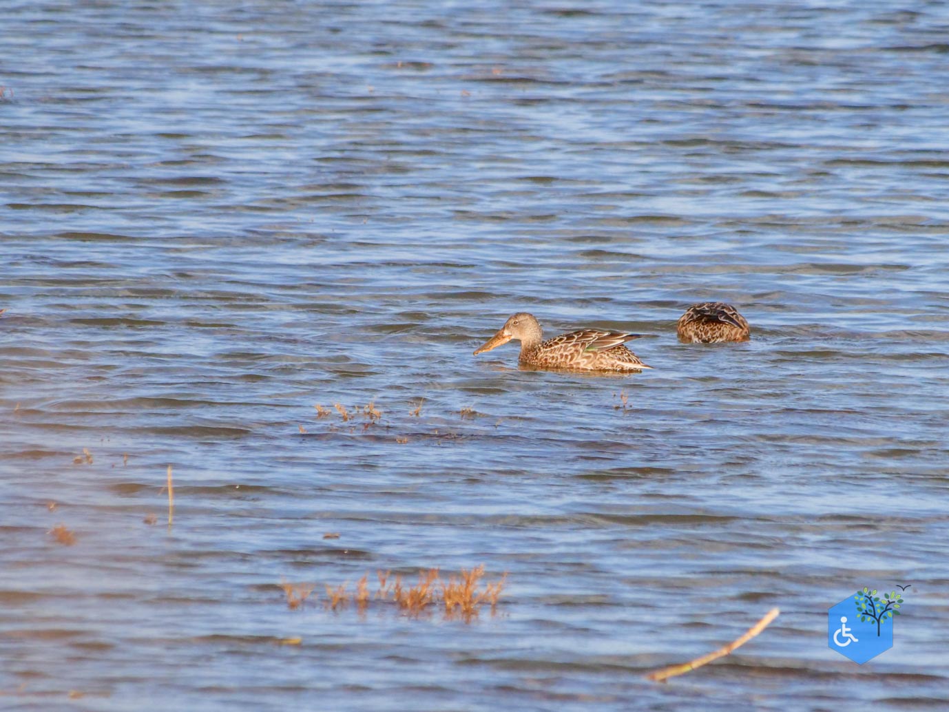 Breskens_Waterdunen_24-10-2025-150