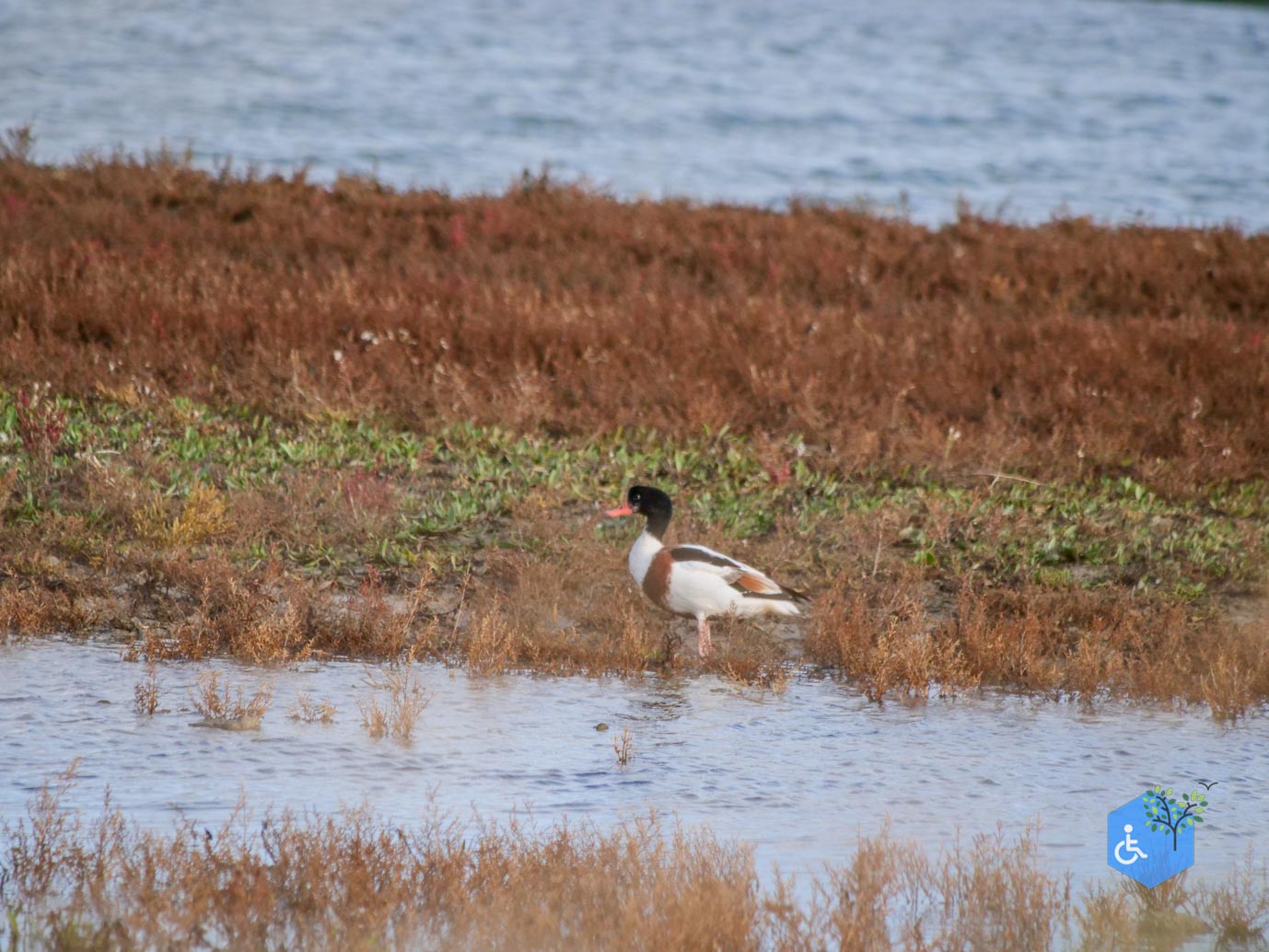 Breskens_Waterdunen_24-10-2025-159