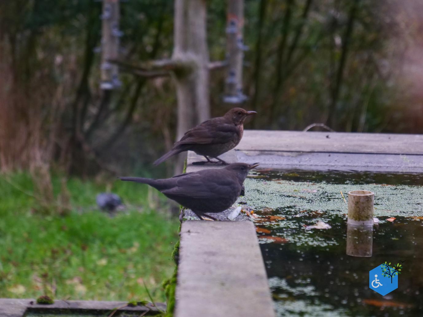 Knokke-Heist_Zwin_Natuurpark_24-10-2025-18