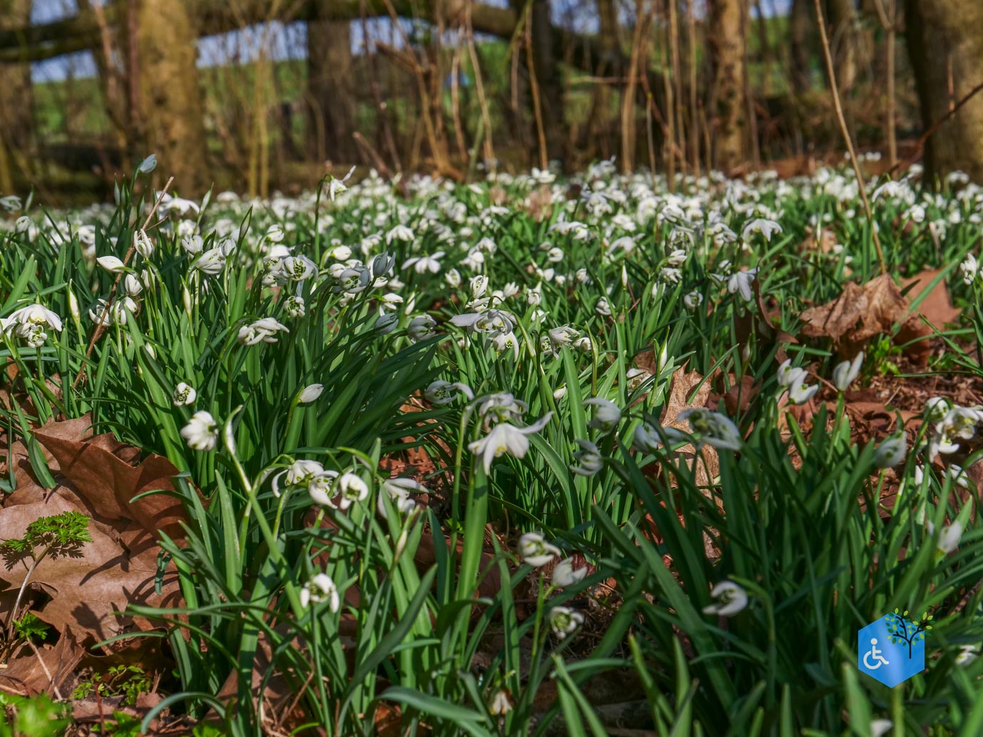 Brakel_Landgoed_Brakel_26-02-2026-17
