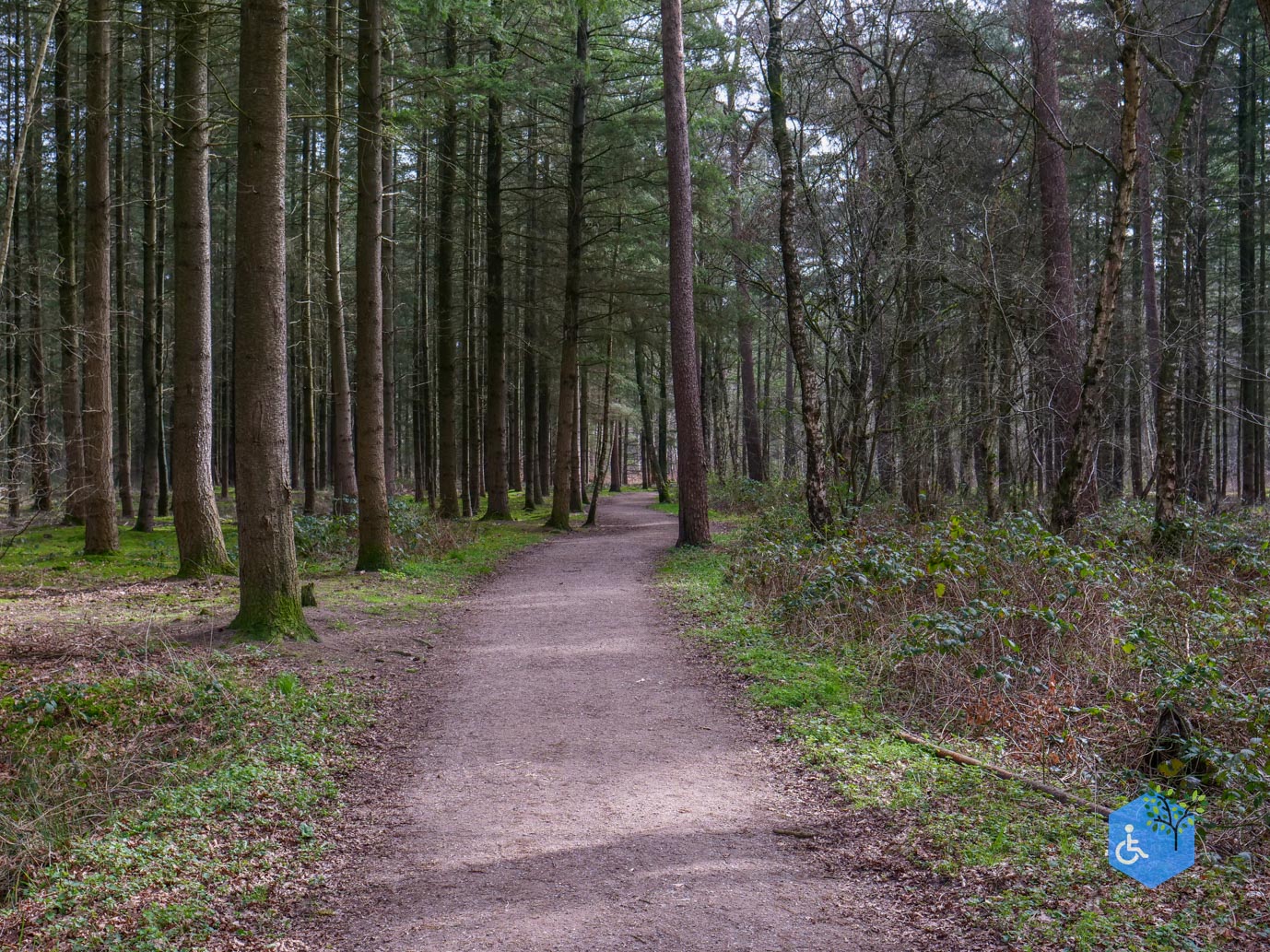 Esbeek_Rolstoelpad_De_Utrecht_06-03-2026-10