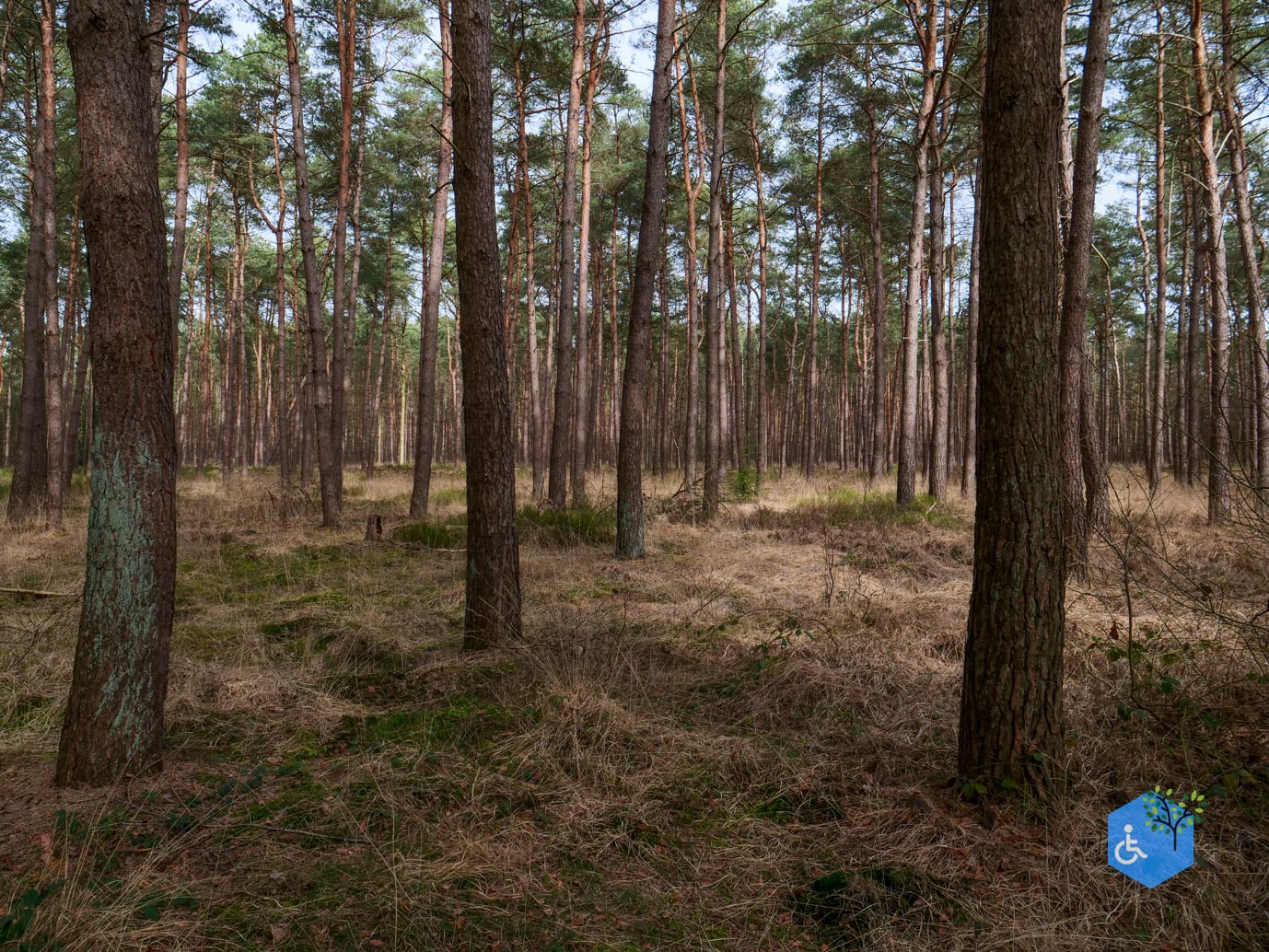 Esbeek_Rolstoelpad_De_Utrecht_06-03-2026-44