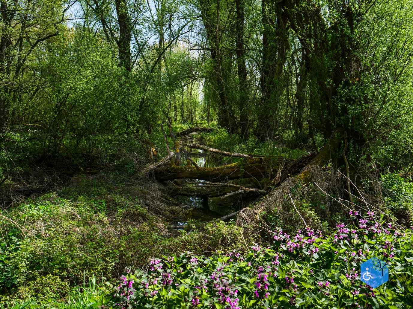 Druten_Het_Laakbos_17-04-2026-17