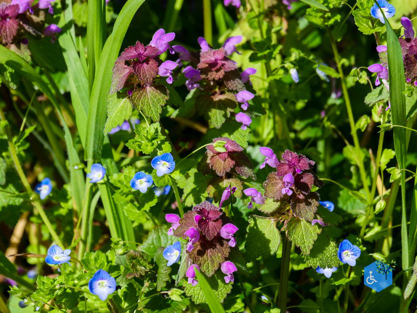 Druten_Het_Laakbos_17-04-2026-9