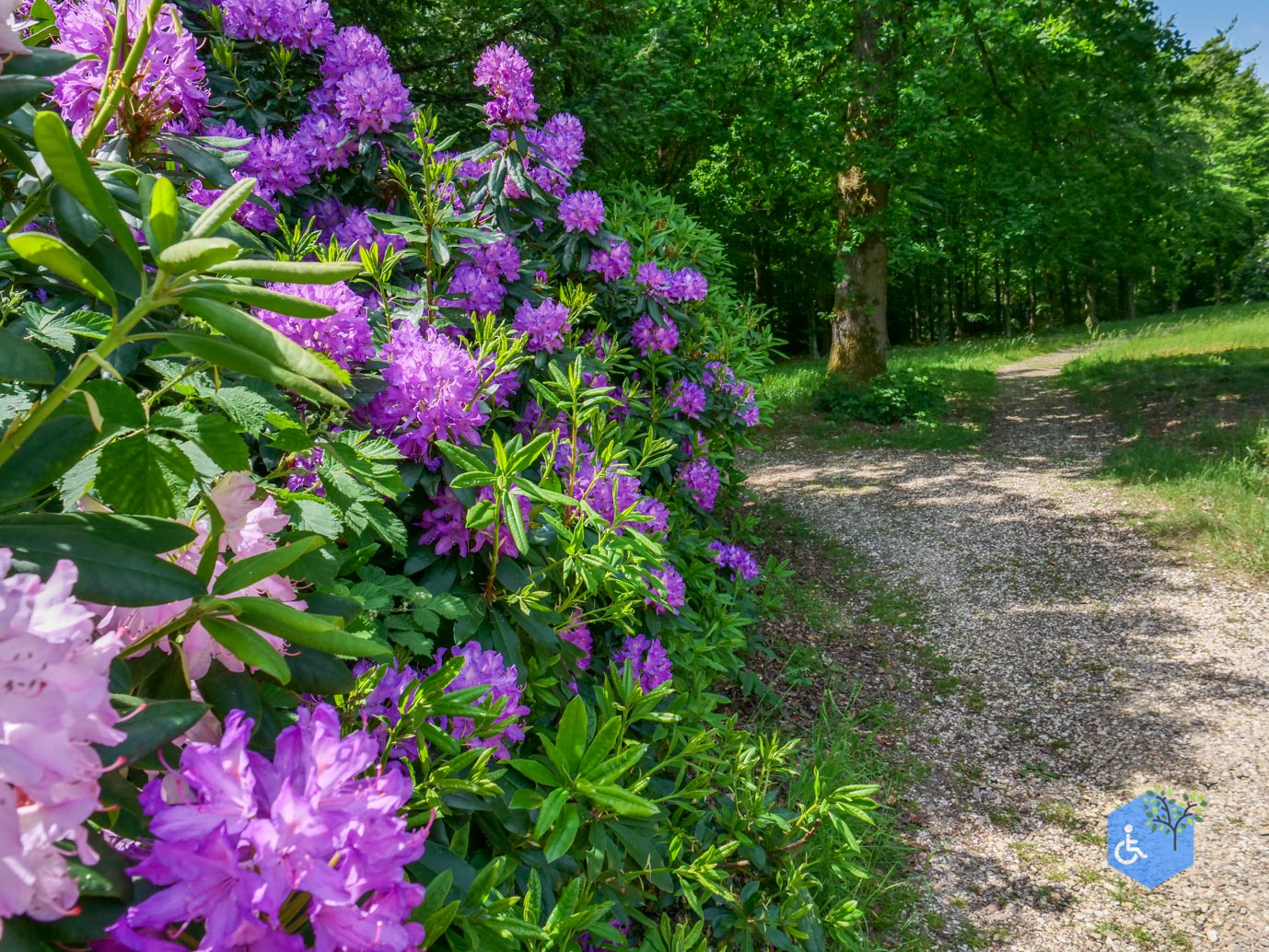 Rozendaal_Kasteelpark_Rosendael_lang_29-05-2026-40