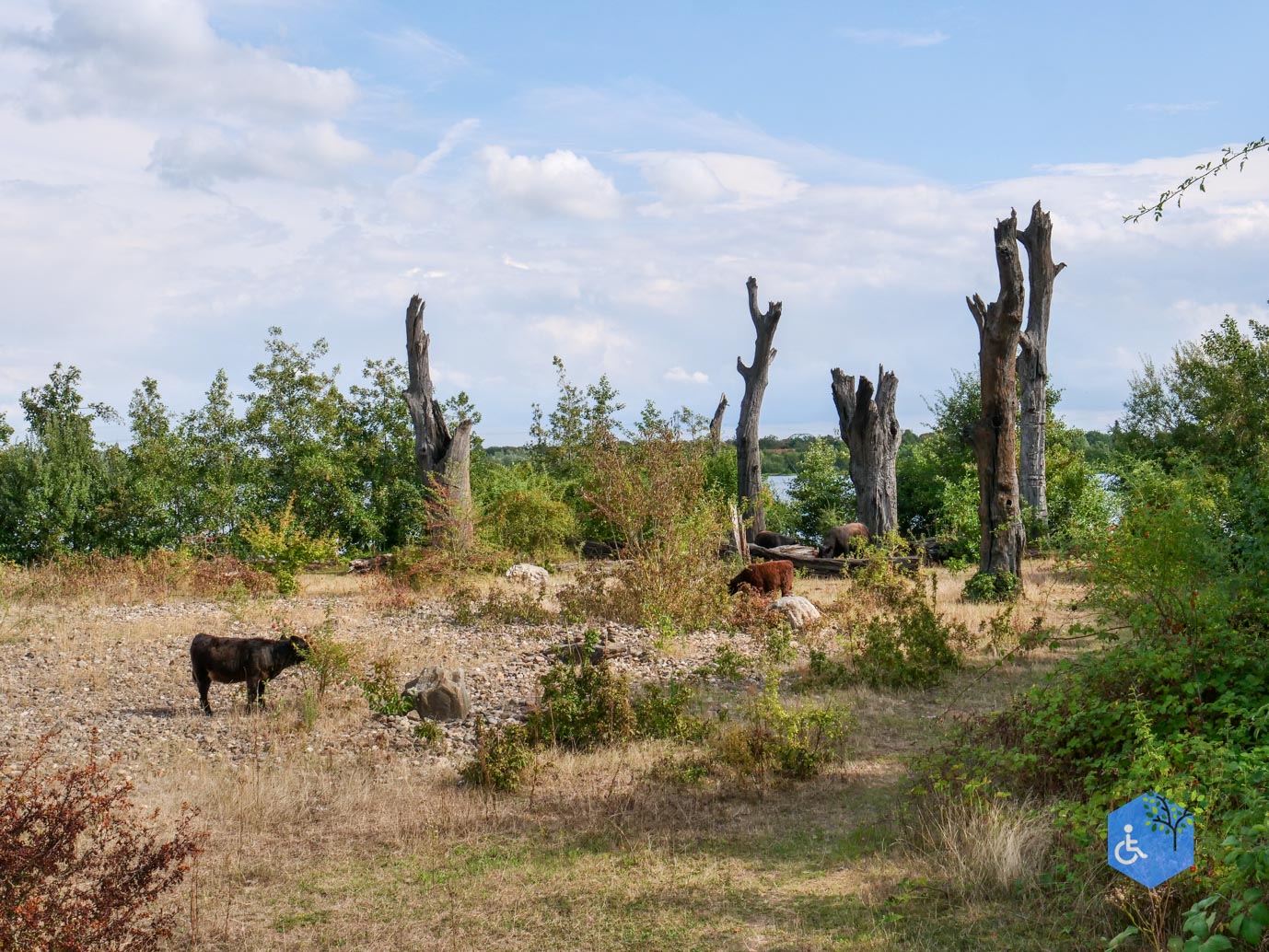 Stevensweert_Wandelpad_langs_de_Molenplas_21-08-2026-055