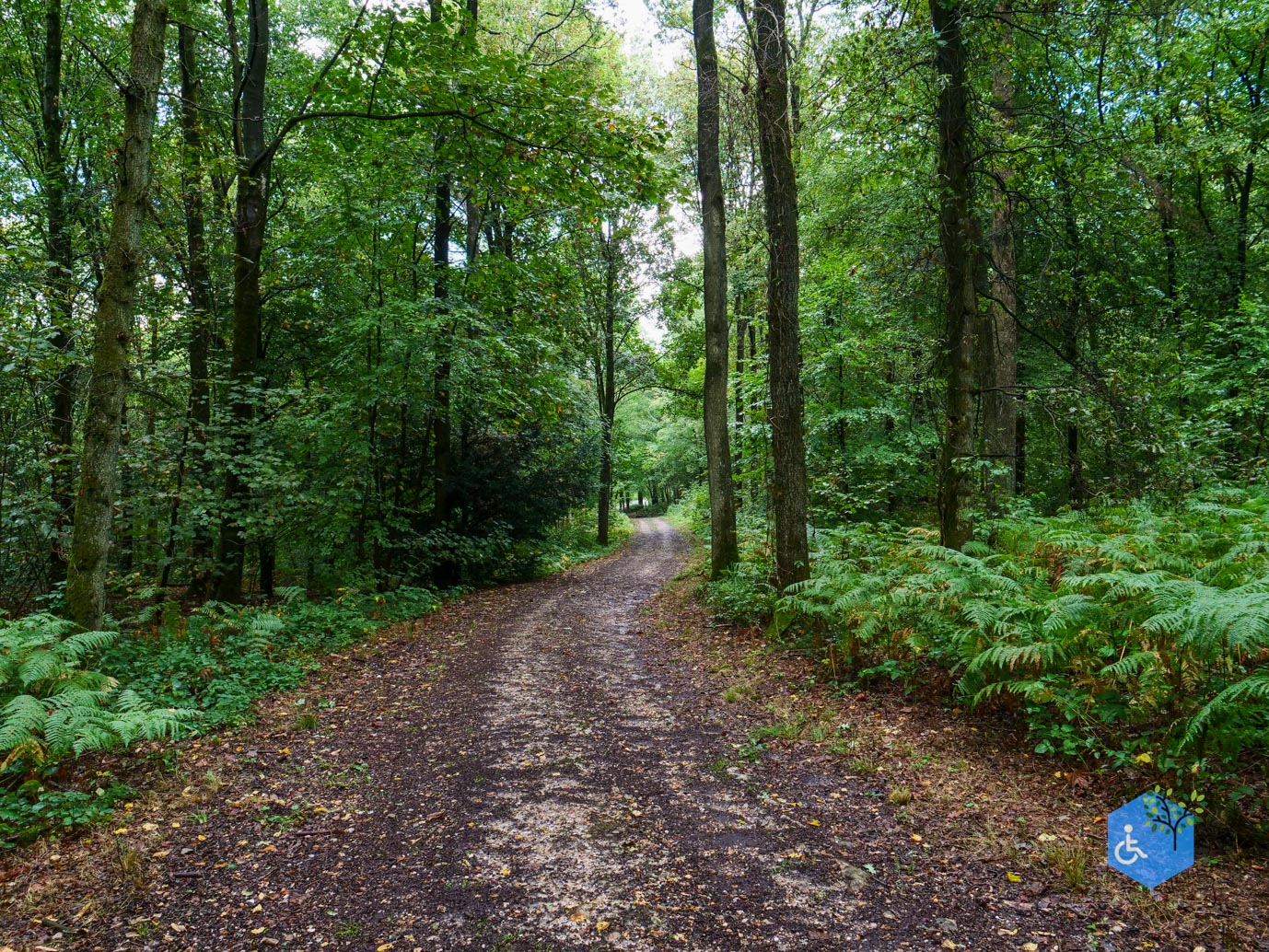 Vijlen_Wandelroute_Malensbos_22-08-2026-17