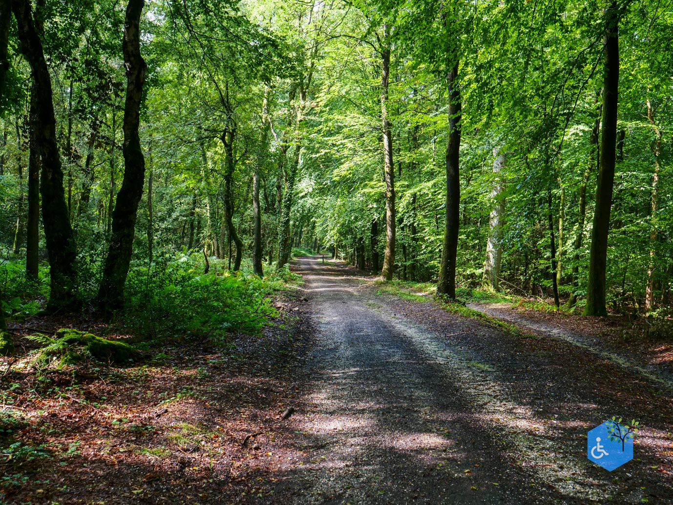 Vijlen_Wandelroute_Malensbos_22-08-2026-22
